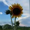 heliothread